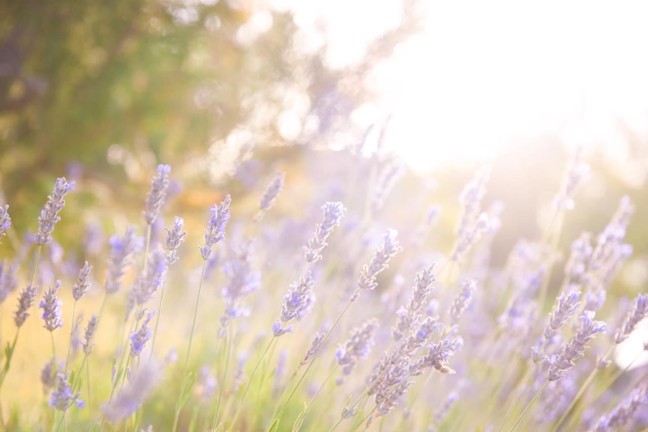 Lavanda Farm Apartmani ラコヴィツァ エクステリア 写真