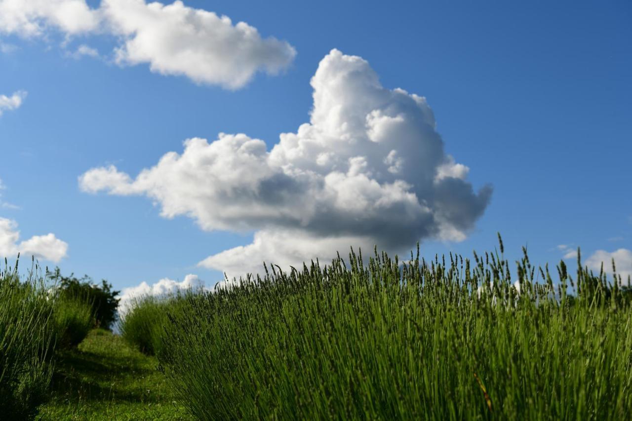 Lavanda Farm Apartmani ラコヴィツァ エクステリア 写真