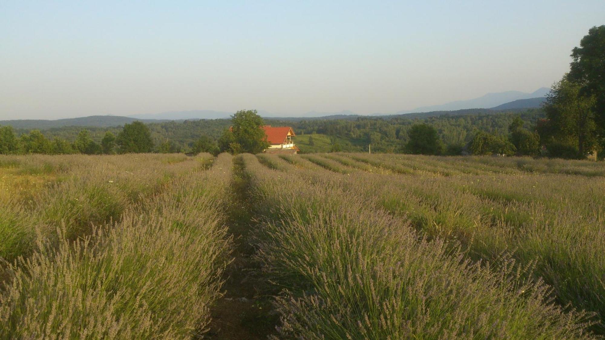 Lavanda Farm Apartmani ラコヴィツァ エクステリア 写真