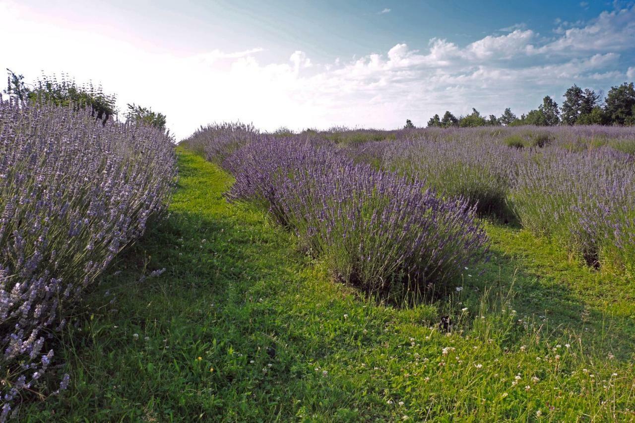 Lavanda Farm Apartmani ラコヴィツァ エクステリア 写真