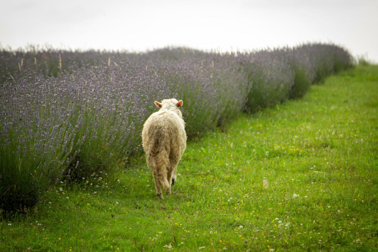 Lavanda Farm Apartmani ラコヴィツァ エクステリア 写真