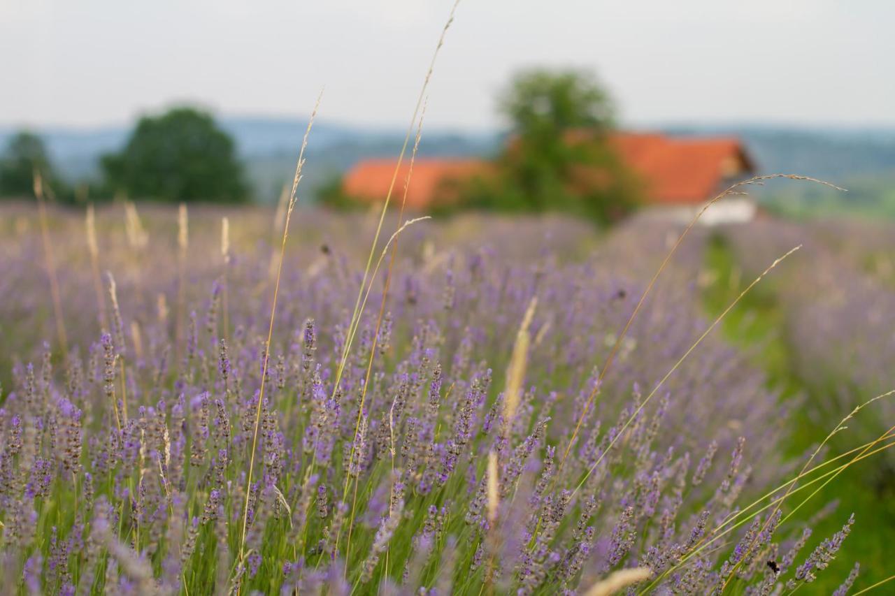 Lavanda Farm Apartmani ラコヴィツァ エクステリア 写真